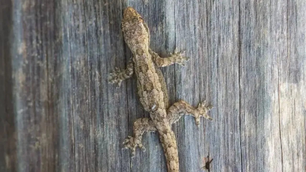 (डिस्क्लेमर : वरील माहिती उपलब्ध स्रोतावरून देण्यात आलेली आहे. याच्या तथ्यांबद्दल आम्ही कुठलाही दावा करीत नाही, तसेच अंधश्रद्धेला दुजोरा देत नाही)