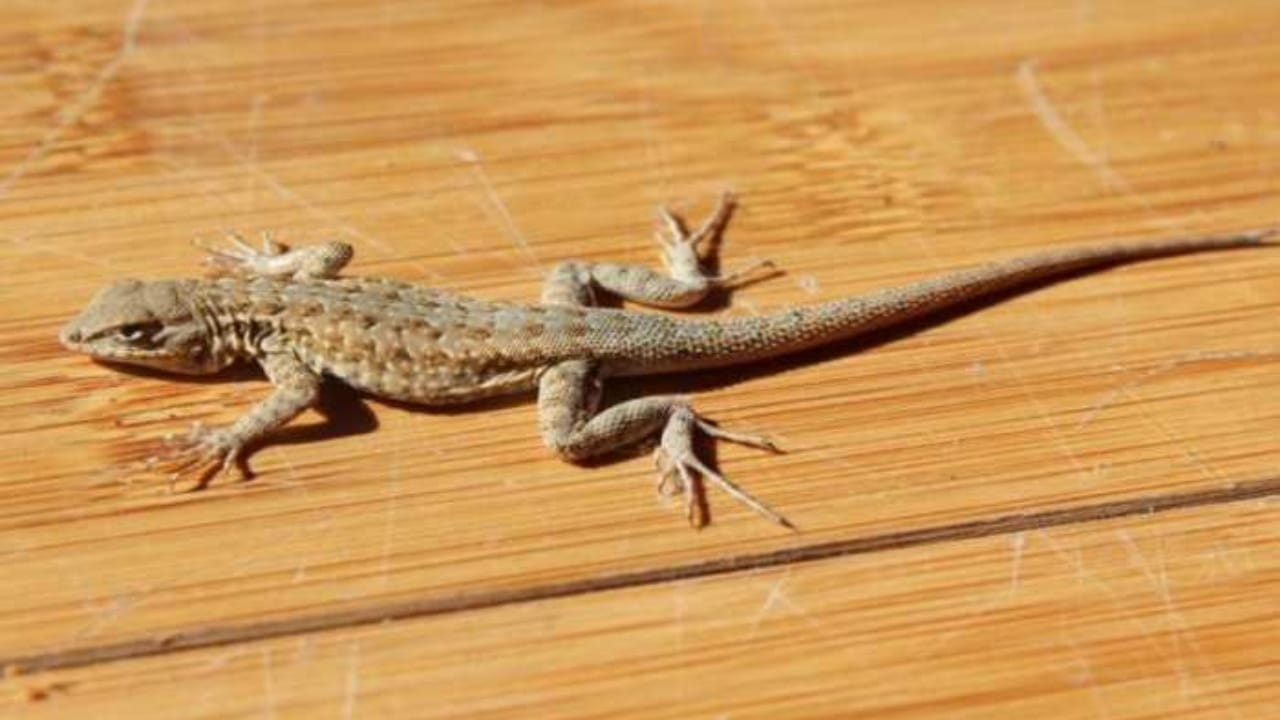 कॉफी पावडर आणि तंबाखूचे मिश्रण सरड्यांना पळवून लावण्यासाठी एकदम शक्तिशाली उपाय आहे. कॉफी पावडरमध्ये थोडासा तंबाखू मिसळून लहान गोळ्या तयार करा. आता या गोळ्या जिथे पाली असतात, असा ठिकाणी ठेवा. या गोळ्यांमधून निघणारा वास पालीला घरापासून दूर ठेवण्यास मदत करतो.