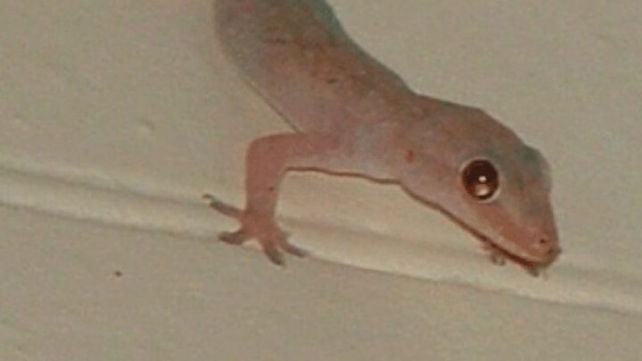 तुम्ही काही अंड्याचे कवच गोळा करून ते दरवाजे किंवा खिडक्यांजवळ ठेवू शकता. हे कवच पुन्हा पुन्हा बदलण्याची गरज नाही. एकदा ठेवल्यावर ते अनेक दिवसांसाठी तसेच ठेवा. या उपायासाठी तुम्हाला एकही पैसा खर्च करावा लागणार नाही.