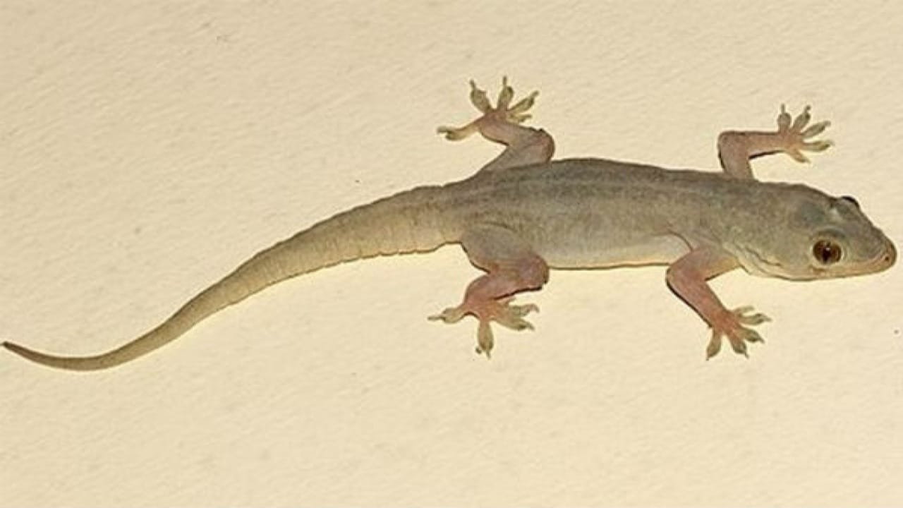 अंड्याच्या कवच हा देखील पालींना घालवण्याचा एक रामबाण उपाय आहे. अंड्याचा कवचाच्या वासाने पालींना तिथे कोणता दुसरा प्राणी आहे असे वाटते. ज्यामुळे ते घाबरुन पळून जातात.