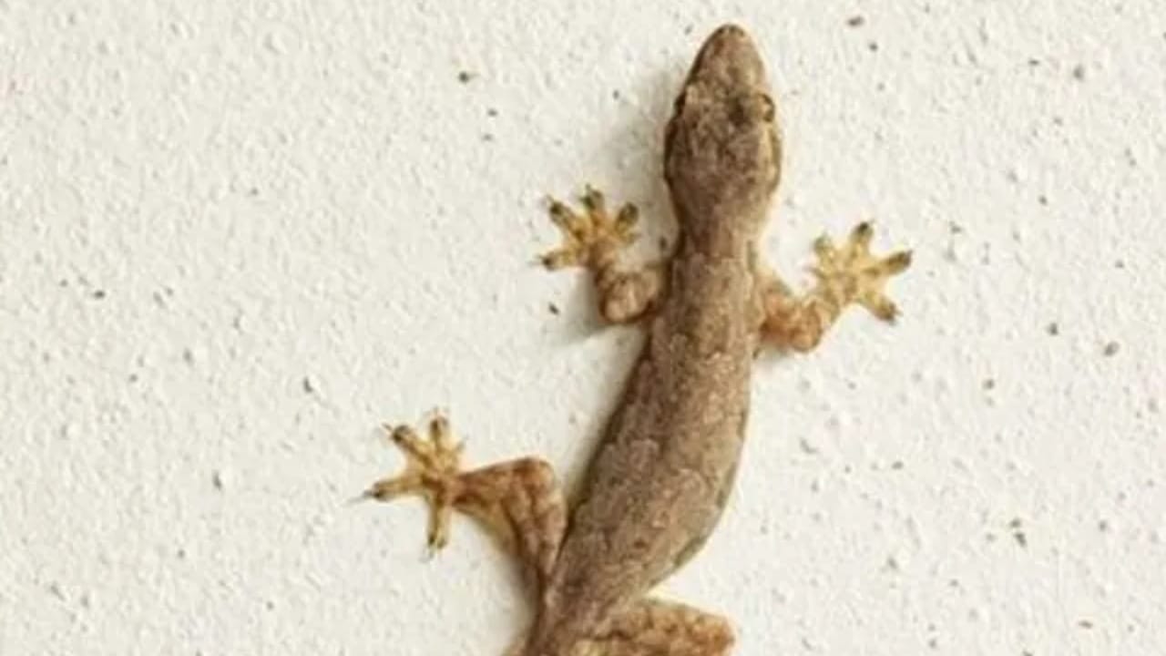 लिंबू आणि मिरचीचा तिखट वास पालींना पळवून लावण्यासाठी जुना आणि प्रभावी उपाय मानला जातो. एका स्प्रे बाटलीत पाणी, थोडे लिंबाचा रस आणि मिरचीची पावडर मिसळून एक मिश्रण तयार करा. आता हे मिश्रण जिथे पाली फिरतात, अशा ठिकाणी फवारणी करा. खिडक्यांचे कोपरे, भिंती किंवा दरवाजांच्या मागे तुम्ही हे मिश्रण स्प्रे करु शकता.