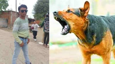 पिसाळलेल्या कुत्र्याची दहशत, चावा घेताच मोठ्या खेळाडूसह दोघांचा मृत्यू, लोकांत भीतीचं वातावरण!