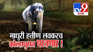 Madhuri Elephant : आनंदाची बातमी, ‘माधुरी’ लवकरच नांदणी मठात येणार! कोल्हापुरात परतण्याचा मार्ग मोकळा!