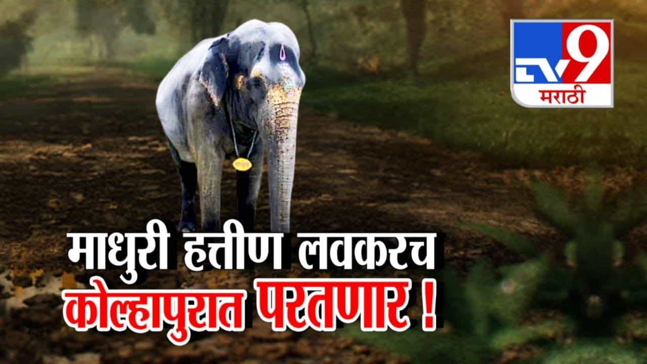 Madhuri Elephant : आनंदाची बातमी, 'माधुरी' लवकरच नांदणी मठात येणार! कोल्हापुरात परतण्याचा मार्ग मोकळा!