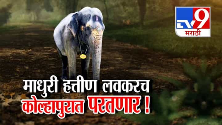 Madhuri Elephant : आनंदाची बातमी, 'माधुरी' लवकरच नांदणी मठात येणार! कोल्हापुरात परतण्याचा मार्ग मोकळा! Madhuri Elephant : आनंदाची बातमी, 'माधुरी' लवकरच नांदणी मठात येणार! कोल्हापुरात परतण्याचा मार्ग मोकळा!