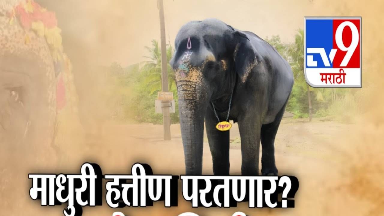 Kolhapur Madhuri Elephant : माधुरी हत्तीण परतणार की नाही? सरकारच्या बैठकीय काय होणार निर्णय?