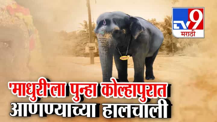 Madhuri Elephant : नांदणी मठातील 'माधुरी'साठी धडपड अन् प्रत्येकाच्या डोळ्यात पाणी, लाडकी हत्तीण पुन्हा कोल्हापुरात येणार? प्रकरण नेमकं काय? Madhuri Elephant : नांदणी मठातील 'माधुरी'साठी धडपड अन् प्रत्येकाच्या डोळ्यात पाणी, लाडकी हत्तीण पुन्हा कोल्हापुरात येणार? प्रकरण नेमकं काय?