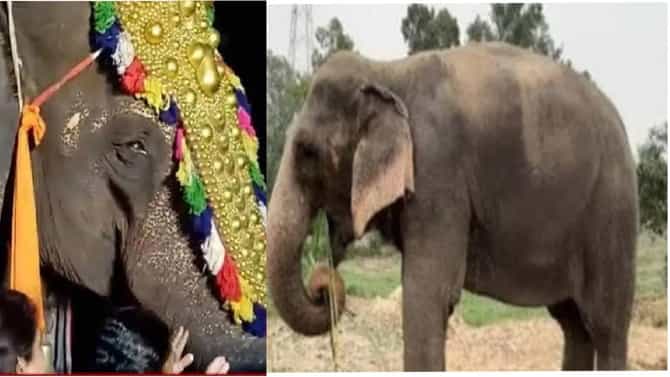 महादेवी हत्तीण परत येणारच,सर्वोच्च न्यायालयातही जाऊ; आता राष्ट्रवादीचे नेतेही मैदानात