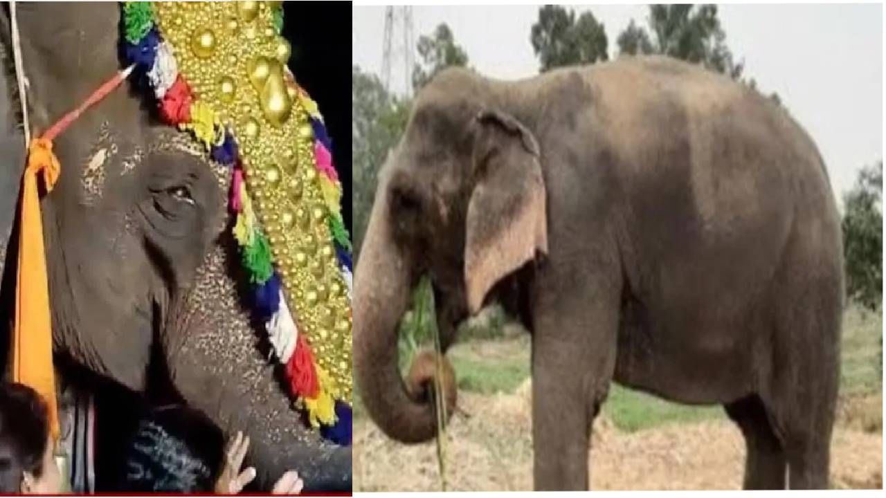 महादेवी हत्तीण परत येणारच,सर्वोच्च न्यायालयातही जाऊ; आता राष्ट्रवादीचे नेतेही मैदानात महादेवी हत्तीण परत येणारच,सर्वोच्च न्यायालयातही जाऊ; आता राष्ट्रवादीचे नेतेही मैदानात