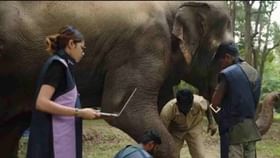 सरकारच्या याचिकेनंतर वनताराचाही मोठा निर्णय; महादेवीचं काय होणार?.