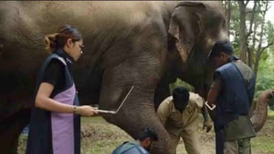 सरकारच्या याचिकेनंतर वनताराचाही मोठा निर्णय; महादेवी हत्तीणचं काय होणार?