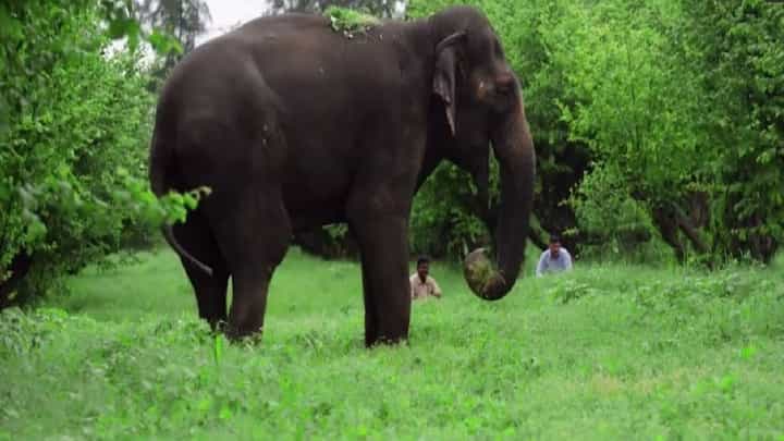 Mahadevi Elephant : महादेवी कोल्हापुरात परत येणार? 'वनतारा'नं नेमकं काय म्हटलं अन् सर्वोच्च न्यायालयात काय घडलं? Mahadevi Elephant : महादेवी कोल्हापुरात परत येणार? 'वनतारा'नं नेमकं काय म्हटलं अन् सर्वोच्च न्यायालयात काय घडलं?