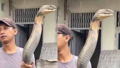 जगातला सर्वात मोठा साप आला समोर, विषाने हत्तीलाही टाकतो मारून!