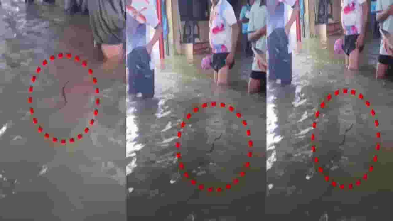 Mumbai Water Logging : 'तो' आपल्याला घाबरतोय... साचलेल्या पाण्यात दिसला साप अन् लोकांची पळापळ, बघा VIDEO