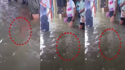Mumbai Water Logging : ‘तो’ आपल्याला घाबरतोय… साचलेल्या पाण्यात दिसला साप अन् लोकांची पळापळ, बघा VIDEO