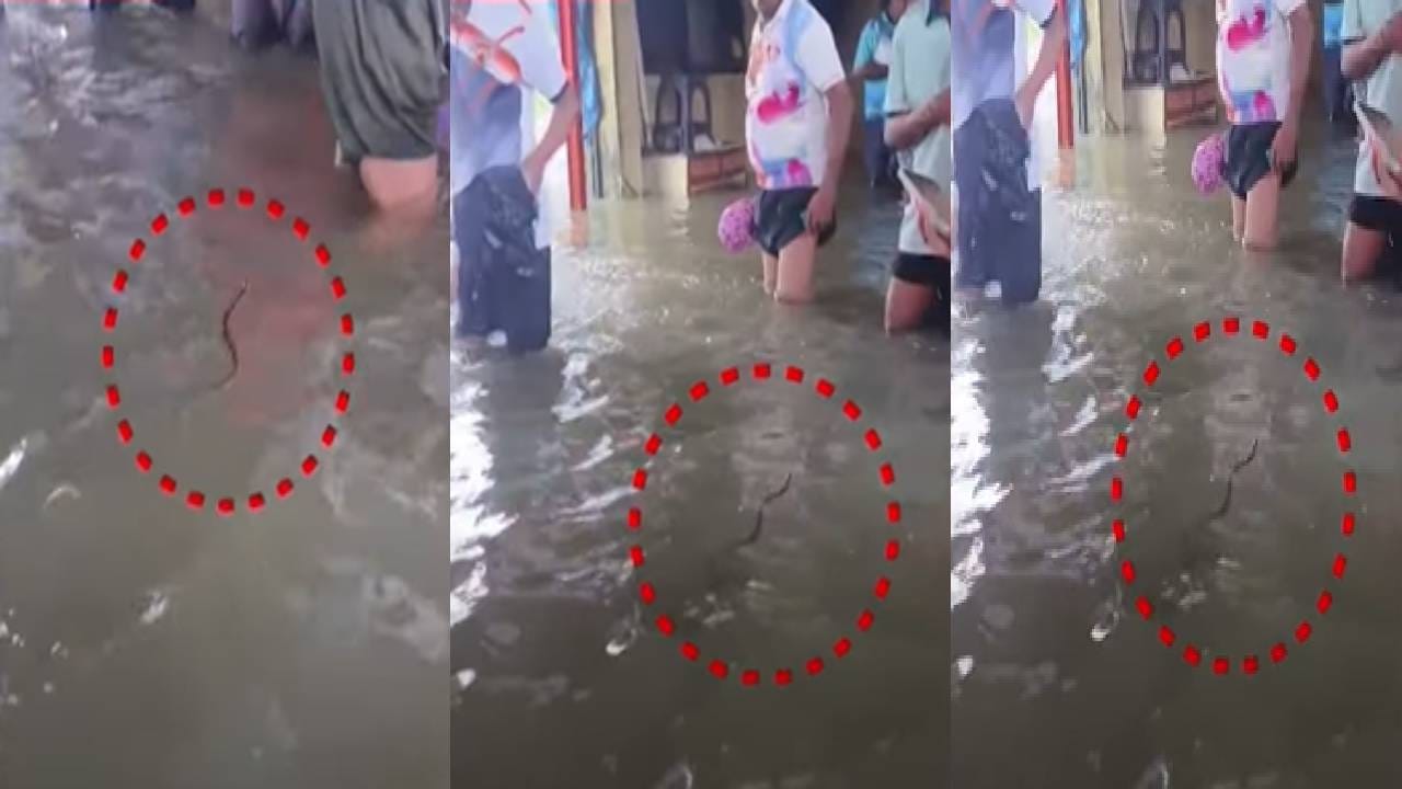 Mumbai Water Logging : 'तो' आपल्याला घाबरतोय... साचलेल्या पाण्यात दिसला साप अन् लोकांची पळापळ, बघा VIDEO