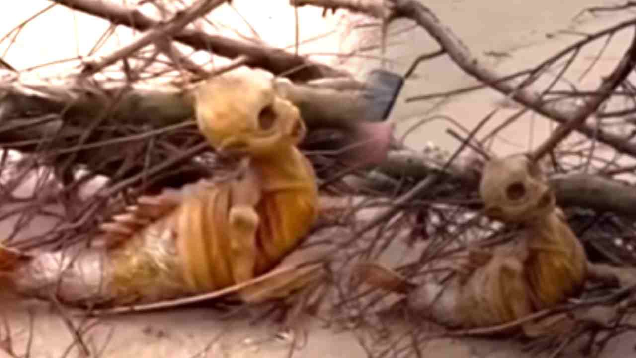 Video : समुद्रकिनारी दिसला विचित्र सापळा, समोरचं दृश्य पाहून वैज्ञानिकही थक्क! Video : समुद्रकिनारी दिसला विचित्र सापळा, समोरचं दृश्य पाहून वैज्ञानिकही थक्क!