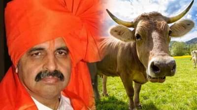 जर्सी गायींच्या दुधामुळे नपुंसकता निर्माण झाली, मिलिंद एकबोटेंचा अजब दावा!