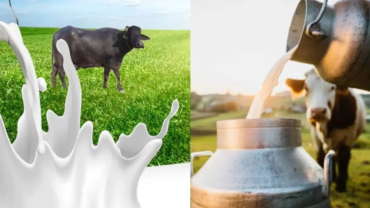 अनेक जणांनी सकाळी ही गायीच्या किंवा म्हशीच्या दुधाने होते. मुळात म्हणजे घरातील लहान्यांपासून ते मोठ्यांपर्यंत सर्वचजण दूध पितात. दूध हे आरोग्यासाठी अत्यंत फायदेशीर आहे. दुधामुळे अनेक आजार कायमच दूर होतात. 