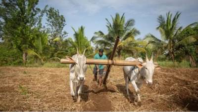 जगात भारत मिलेट्सचा सर्वात मोठा उत्पादक, १८० लाख टन उत्पादन घेतले