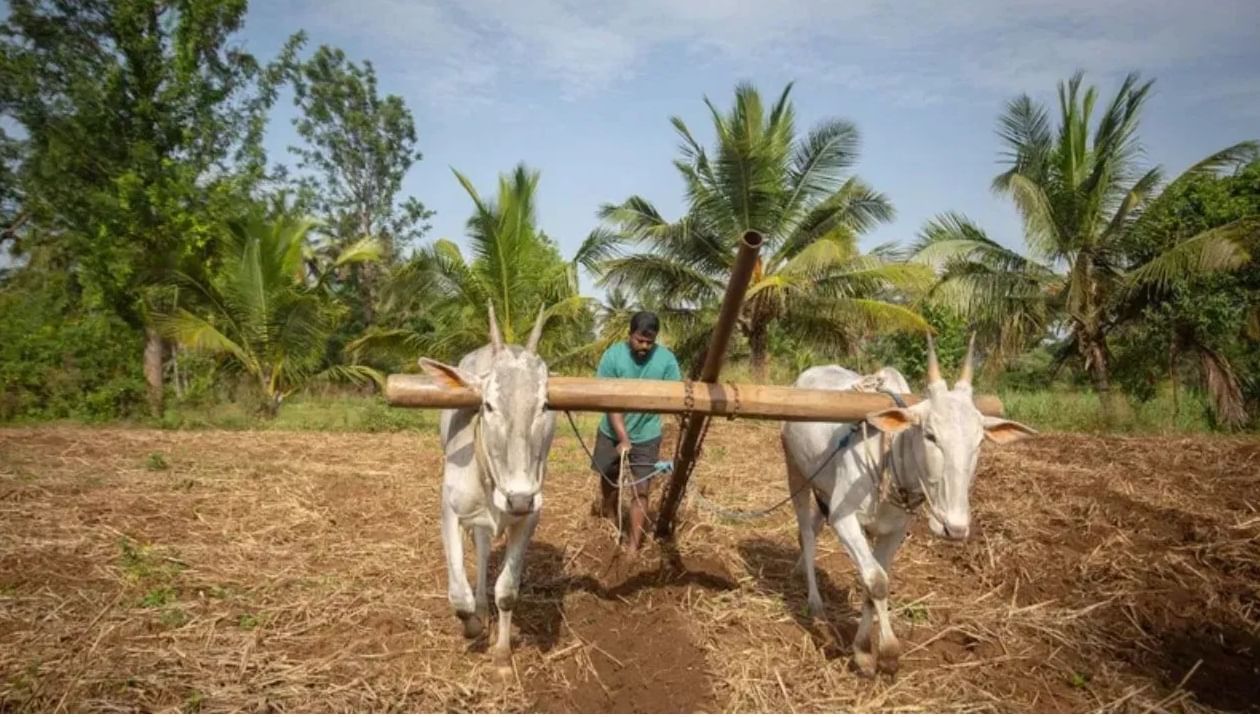 जगात भारत मिलेट्सचा सर्वात मोठा उत्पादक, १८० लाख टन उत्पादन घेतले जगात भारत मिलेट्सचा सर्वात मोठा उत्पादक, १८० लाख टन उत्पादन घेतले
