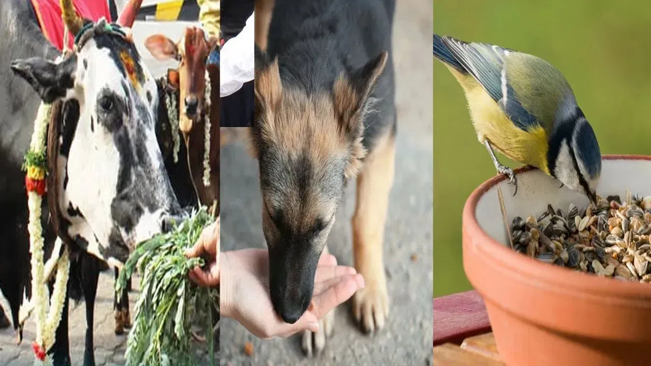 ज्योतिषशास्त्रात, हे उपाय विशिष्ट ग्रहांना प्रसन्न करण्यासाठी, कामातील अडथळे दूर करण्यासाठी आणि सुख-समृद्धी प्राप्त करण्यासाठी खूप उपयुक्त मानले जातात. प्राण्यांना नियमितपणे अन्न दिल्याने शांती आणि सकारात्मक ऊर्जा मिळते असे म्हटले जाते.