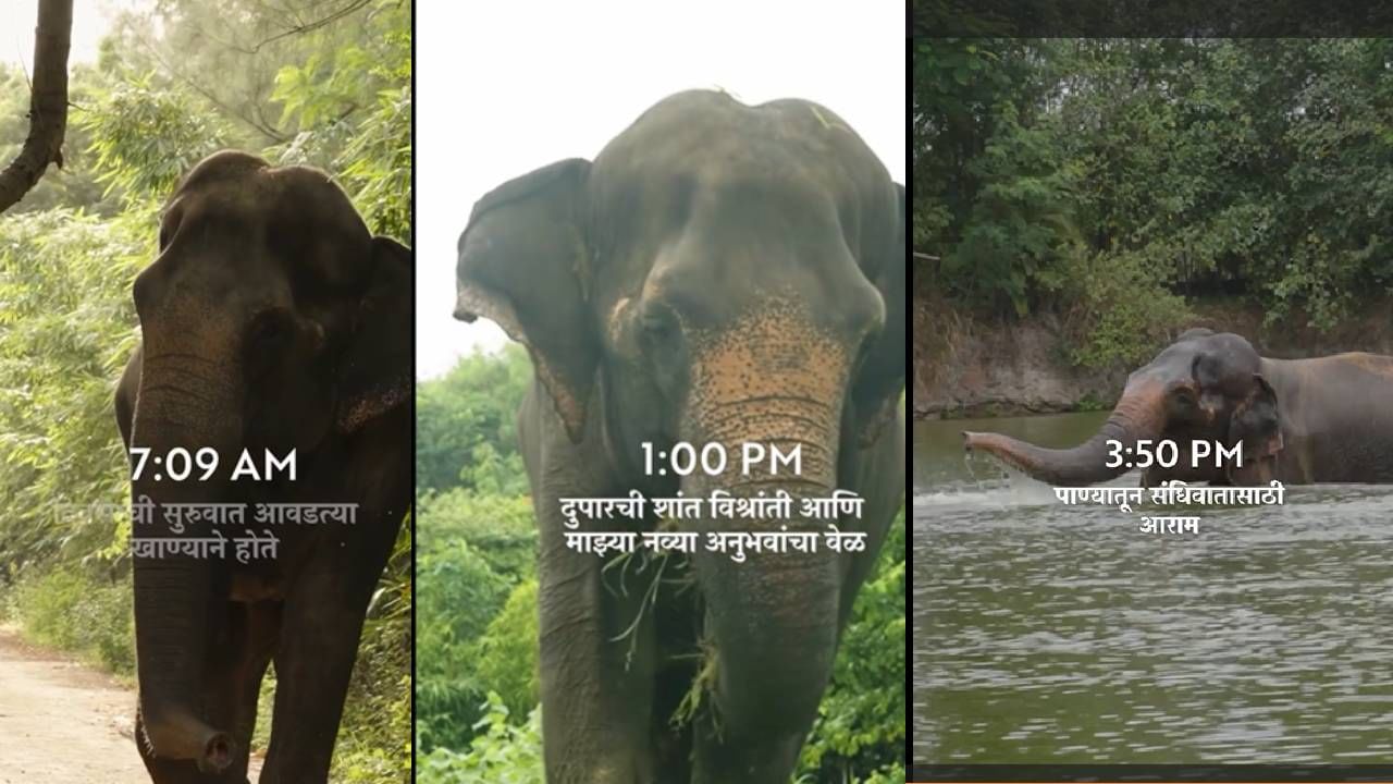 Mahadevi Elephant in Vantara : आधी मॉर्निंग वॉक, नंतर अंघोळ, मग...'वनतारा'त महादेवीचं कसं असतं रूटीन? सकाळ ते संध्याकाळपर्यंत प्रत्येक क्षण कॅप्चर.. Mahadevi Elephant in Vantara : आधी मॉर्निंग वॉक, नंतर अंघोळ, मग...'वनतारा'त महादेवीचं कसं असतं रूटीन? सकाळ ते संध्याकाळपर्यंत प्रत्येक क्षण कॅप्चर..