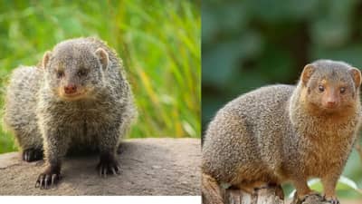 मुंगूस दिसताच सर्वात आधी करा हे काम, घरात येईल एवढा पैसा की मोजताही येणार नाही