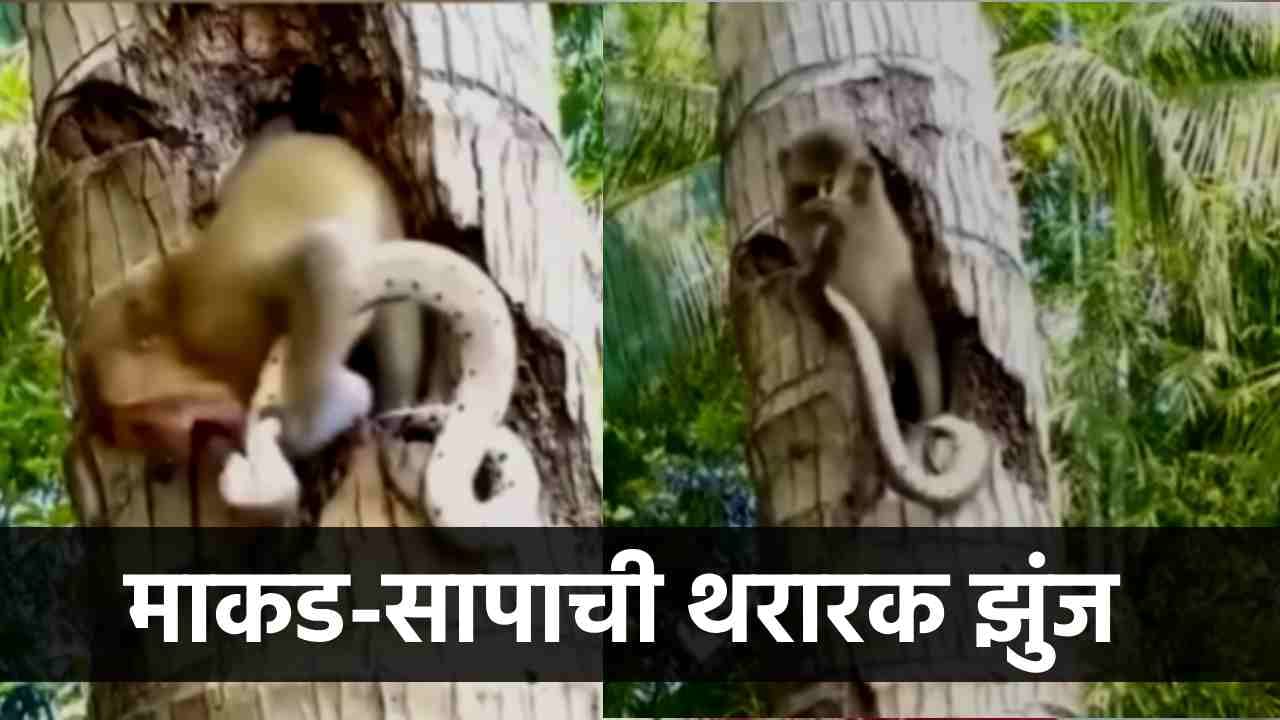 Video : बेभान कोब्रा माकडावर तुटून पडला, थक्क करणारी झुंज पाहिलीत का? Video : बेभान कोब्रा माकडावर तुटून पडला, थक्क करणारी झुंज पाहिलीत का?