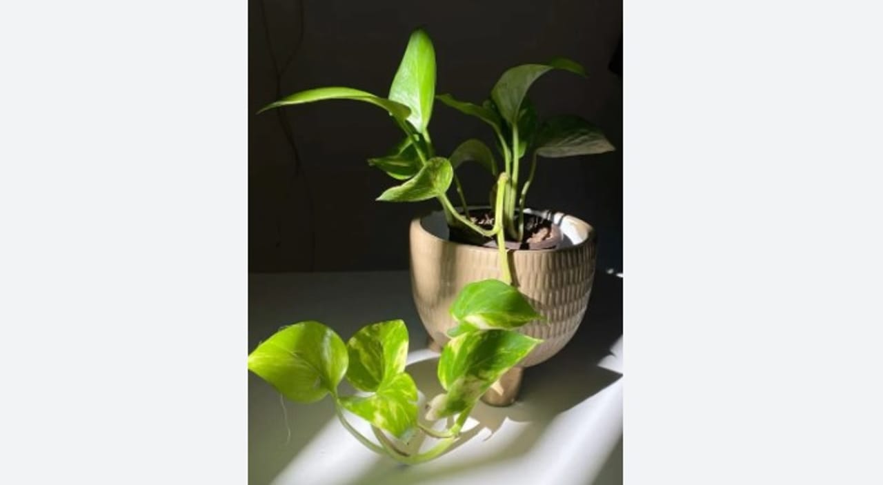 अनेक लोक घरात आवडीने मनी प्लान्ट लावतात. घरात पैशांची कमतरता भासू नये म्हणून अनेकजण हे झाड आवर्जुन लावतात. मात्र हे झाड लावण्यासंदर्भात वास्तूशास्त्रात काही नियम सांगण्यात आलेले आहेत.