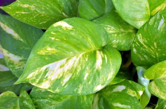 वास्तूशास्त्राच्या नियमानुसार हे झाड घरात न ठेवल्यास तुम्हाला फायदा होण्याऐवजी मोठे नुकसान होऊ शकते. त्यामुळे घरात मनी प्लान्ट ठेवताना कोणते नियम पाळले पाहिजेत हे जाणून घेऊ या...