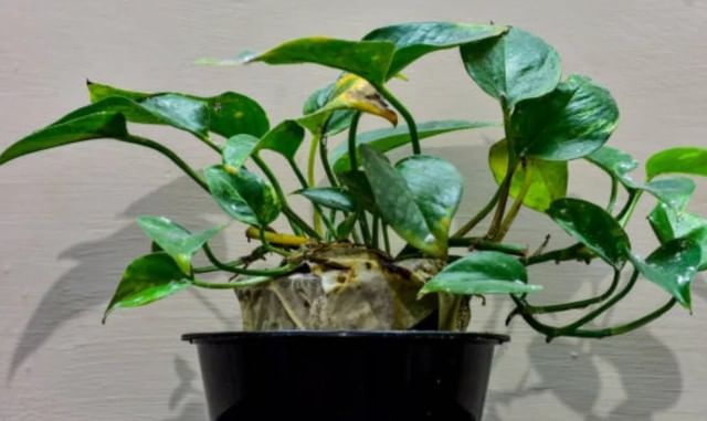 घरात मनी प्लान्ट लावताना या झाडाची वेल वरच्या दिशेला गेली पाहिजे, अशी तजवीज करा. मनी प्लान्ट एकदा सुकून गेल्यानंतर ते घरातून फेकून द्या. त्याला चुकूनही घरात ठेवू नका.