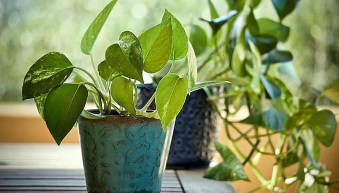 मनी प्लान्ट लावल्यानंतर घरात सकारात्मक उर्जा निर्माण होते. याच सकारात्मक प्रभावामुळे तुमच्या आयुष्यातील अनेक अडचणी दूर होऊ शकतात. त्यामुळेच घरात मनी प्लांट ठेवायला हवे.