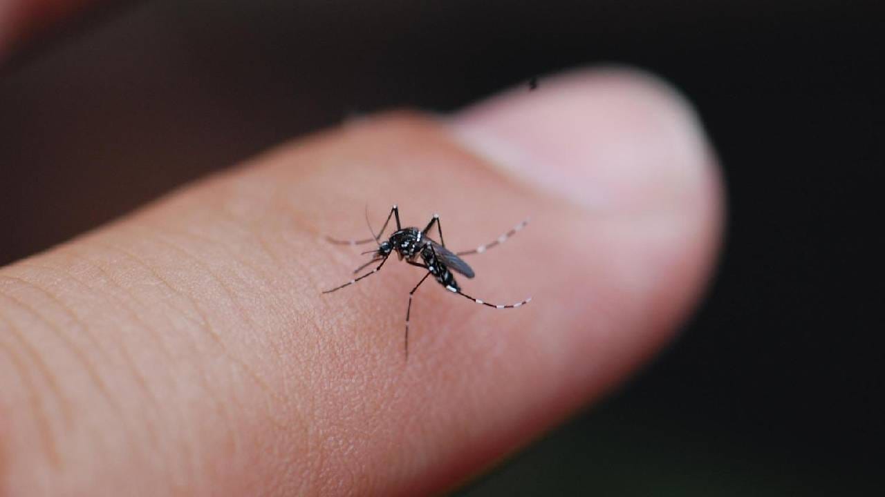 डास चावल्यानंतर त्वरित आराम मिळवण्यासाठी 'या' नैसर्गिक उपायांचा करा अवलंब