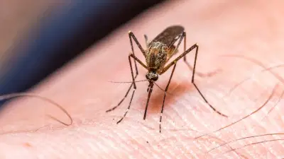 डासांमुळे HIV व्हायरस पसरतो का? एक्सपर्ट काय म्हणाले? वाचा...