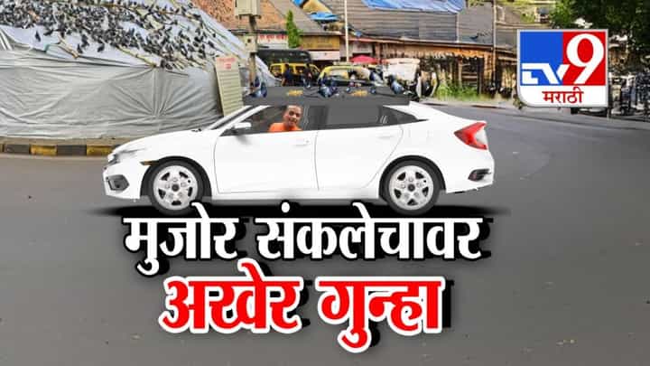 Dadar Pigeon Feeding : कबुतरांना दाणे टाकयला दादरला आला अन्... थेट कोर्ट, सरकारला चॅलेंज देणं पडलं महागात, घडलं काय? Dadar Pigeon Feeding : कबुतरांना दाणे टाकयला दादरला आला अन्... थेट कोर्ट, सरकारला चॅलेंज देणं पडलं महागात, घडलं काय?