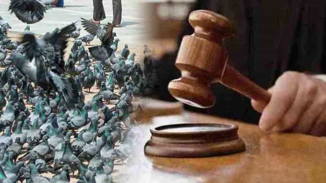 मोठी बातमी! कबुतरखान्यांवरील बंदी कायम, कोर्टाचा तो निर्णय तुर्तास कायम