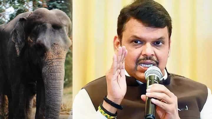 CM Fadnavis : महादेवी परत आली पाहिजे... हत्तीणीला परत आणण्यासाठी मुख्यमंत्र्याचा पुढाकार; म्हणाले, पूर्ण ताकदीने.... CM Fadnavis : महादेवी परत आली पाहिजे... हत्तीणीला परत आणण्यासाठी मुख्यमंत्र्याचा पुढाकार; म्हणाले, पूर्ण ताकदीने....