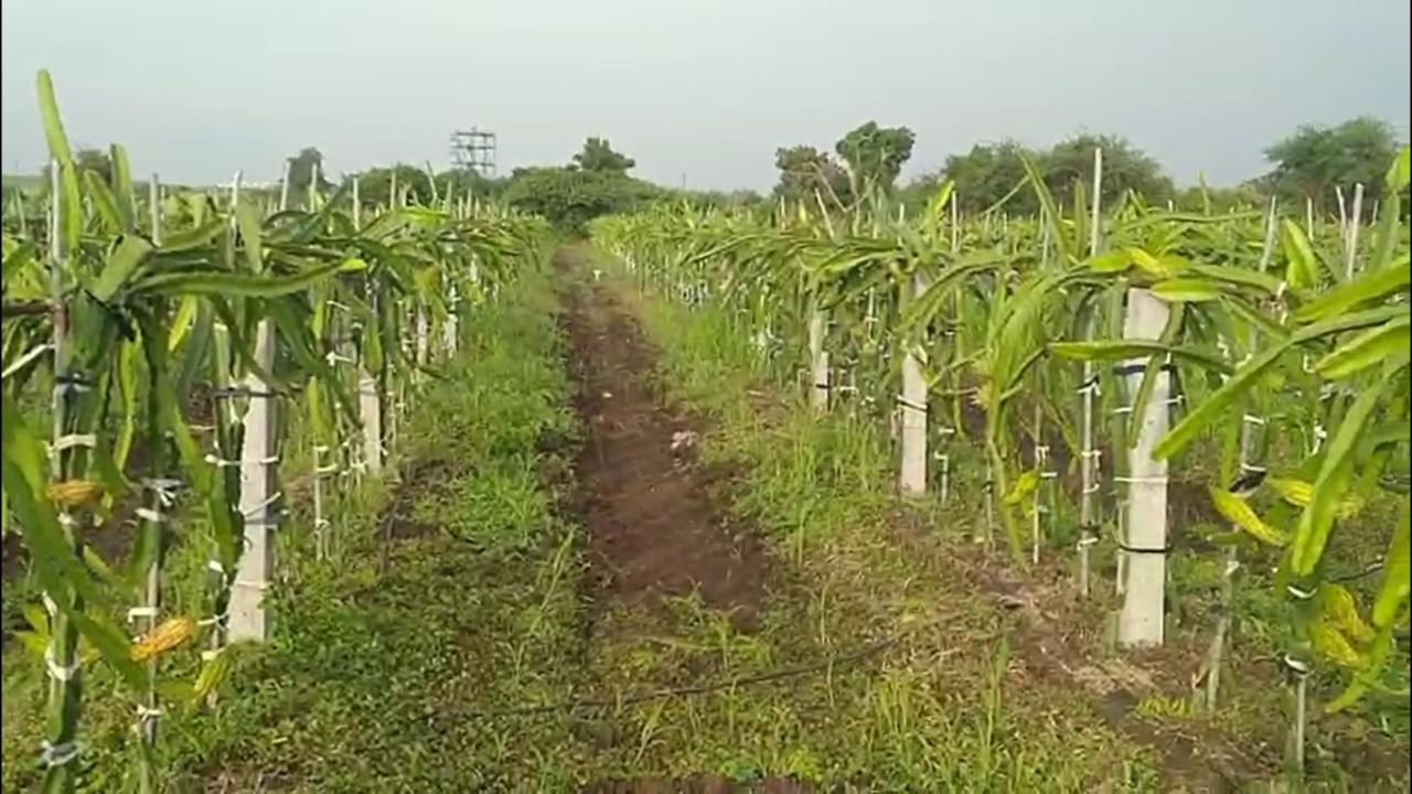 महाराष्ट्रातील नंदुरबार जिल्ह्यातील पाटलीपाडा येथील निवृत्त मुख्याध्यापक युवराज पाटील यांनी पारंपरिक शेतीला फाटा देत ड्रॅगन फ्रूटची यशस्वी शेती केली आहे. आपल्या दोन एकर शेतीत त्यांनी केलेल्या या अभिनव प्रयोगामुळे ते लखपती बनले आहेत.
