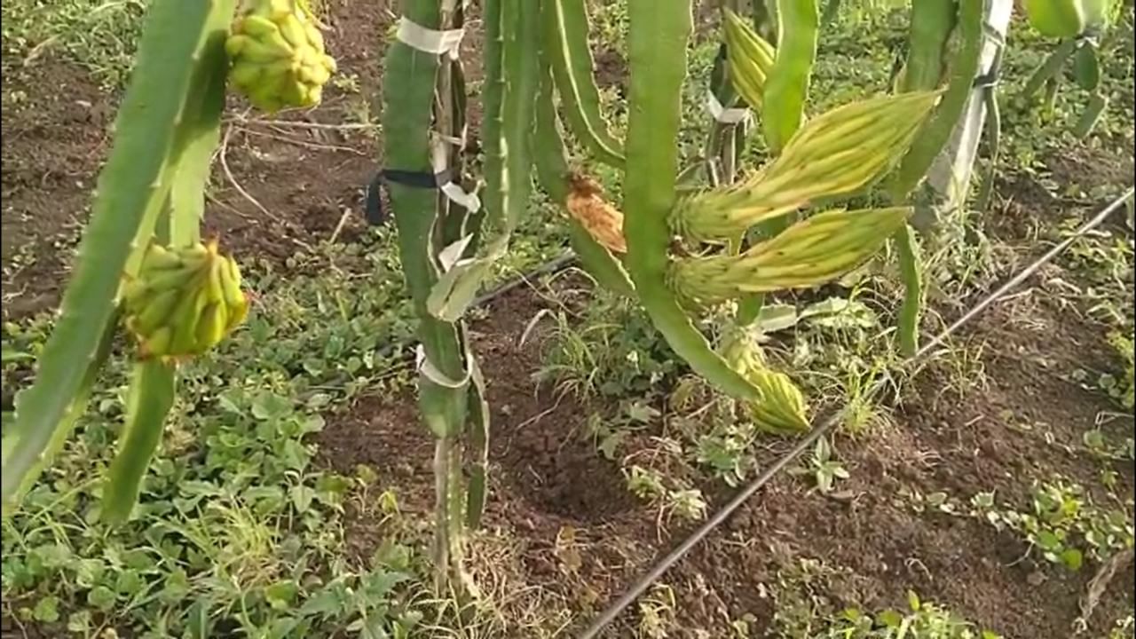 नंदुरबार जिल्ह्यात फार कमी शेतकरी ड्रॅगन फ्रूटची लागवड करतात. या फळाला बाजारात मोठी मागणी आहे, हे त्यांनी ओळखले. याच संधीचा फायदा घेऊन त्यांनी आपल्या दोन एकर शेतीत ड्रॅगन फ्रूट लागवडीचा प्रयोग सुरू केला.