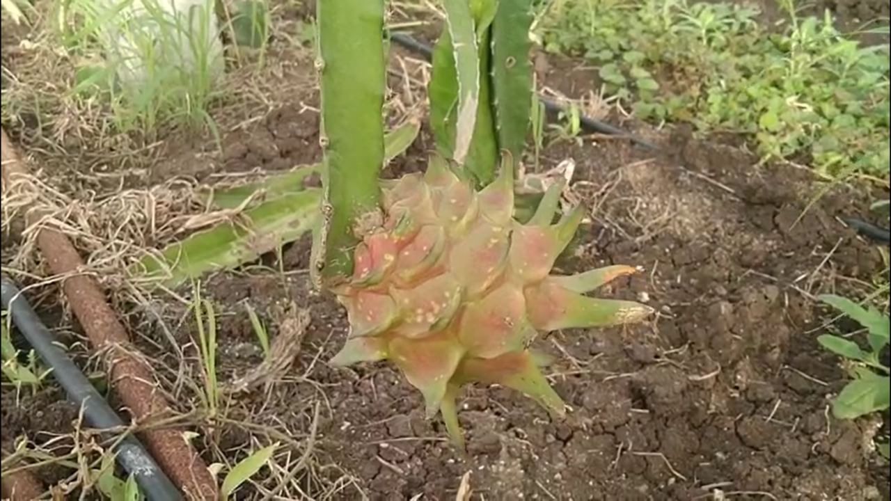 ड्रॅगन फ्रूट हे एक असे पीक आहे, जे एकदा लागवड केल्यावर सुमारे १५ ते २० वर्षांपर्यंत उत्पादन देत राहते. सुरुवातीला लागवडीसाठी थोडा जास्त खर्च येतो, पण एकदा पीक उभे राहिले की नियमित देखभालीमुळे चांगले उत्पन्न मिळते.