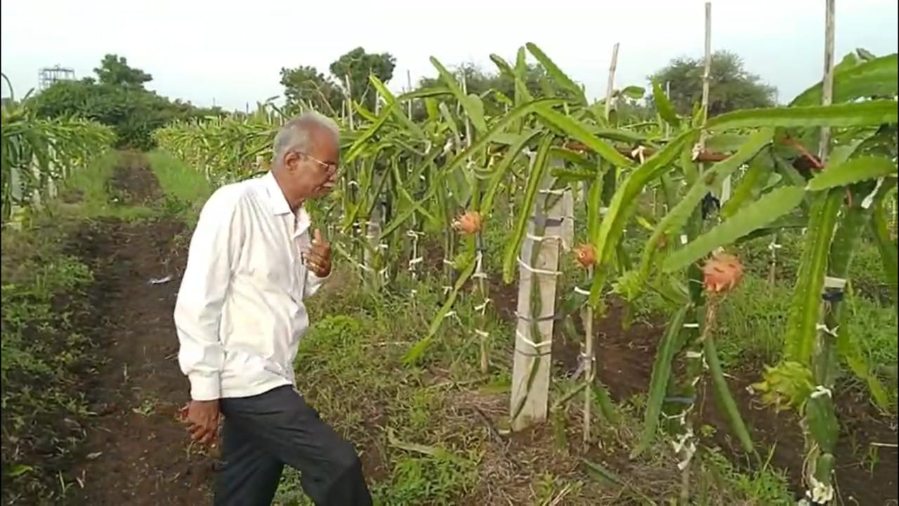 पण यावर्षी ८ ते १० टन उत्पादन अपेक्षित आहे. सध्या बाजारात ड्रॅगन फ्रूटला प्रति किलो २५० रुपये इतका चांगला भाव मिळत आहे. त्यामुळे त्यांना प्रति एकर २.५ ते ३ लाख रुपयांचे उत्पन्न अपेक्षित आहे.