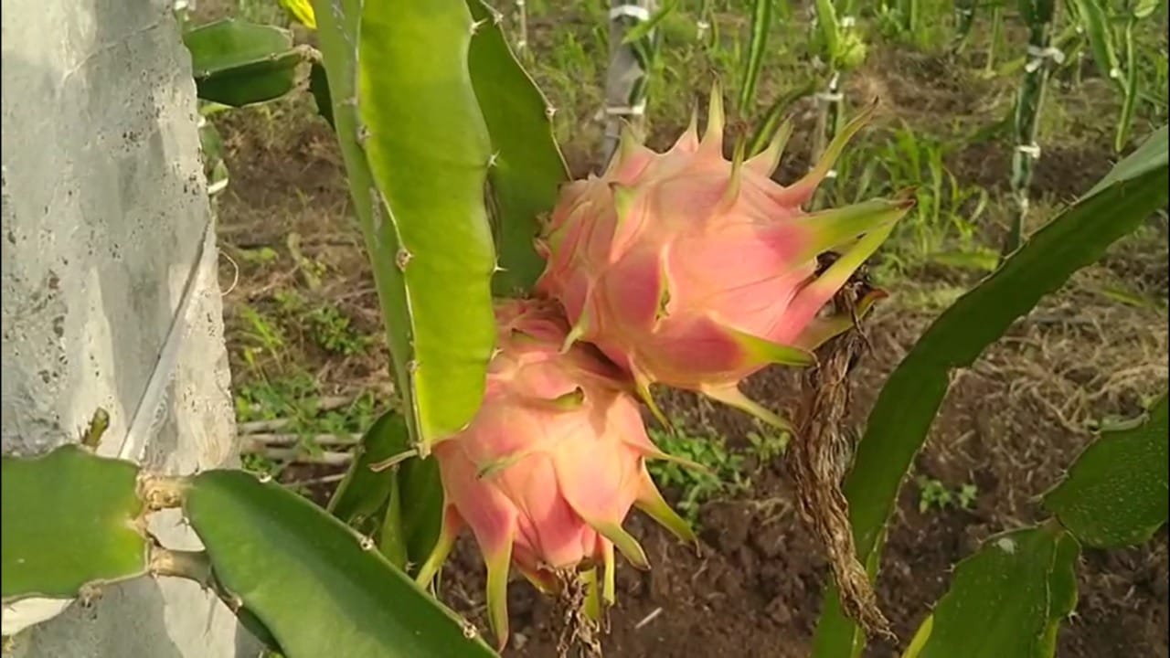 दोन एकर क्षेत्रासाठी युवराज पाटील यांना अंदाजे १५ ते १६ लाख रुपयांचा खर्च आला. लागवडीनंतर १२ ते १५ महिन्यांमध्ये उत्पादन सुरू होते. पहिल्या वर्षी त्यांना ३ क्विंटल उत्पादन मिळाले.