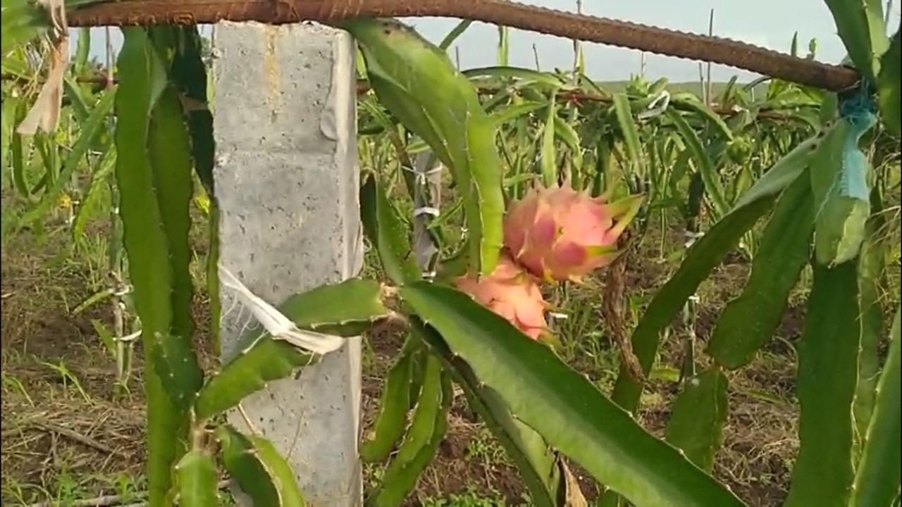 गेल्या १५ वर्षांपासून शेतीत नवनवीन प्रयोग करणारे युवराज पाटील यांना पारंपरिक पिकांना अपेक्षित भाव मिळत नव्हता. यामुळे त्यांनी एक धाडसी निर्णय घेतला.