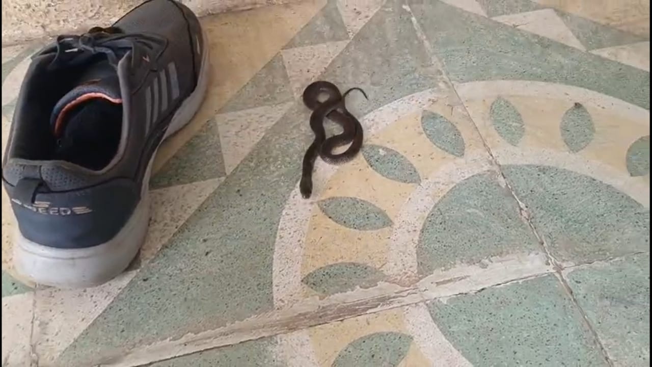 यामुळे डोंगरगाव परिसरात भीतीचे वातावरण पसरले. सकाळी 11 वाजण्याच्या सुमारास, गुज्जर यांच्या पाळीव कुत्र्याने जोरजोरात भुंकायला सुरुवात केली. अचानक कुत्रा भुंकायला लागल्याने कुटुंबातील सदस्यांना काहीतरी संशय आला.