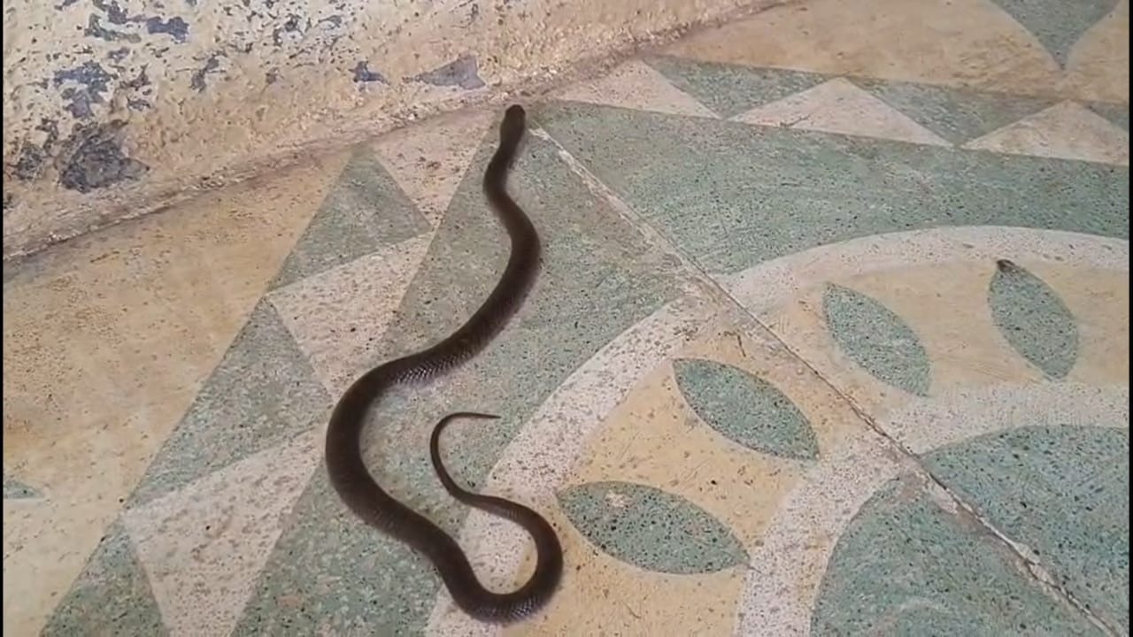 त्यांनी घराच्या ओसरीवर ठेवलेल्या बुटांकडे पाहिले. त्यावेळी त्यांना आतमध्ये काहीतरी हालचाल होत असल्याचे जाणवले. त्यांनी परिस्थितीचे गांभीर्य लक्षात घेत तात्काळ सर्पमित्र आसिफ पटेल यांच्याशी संपर्क साधला.