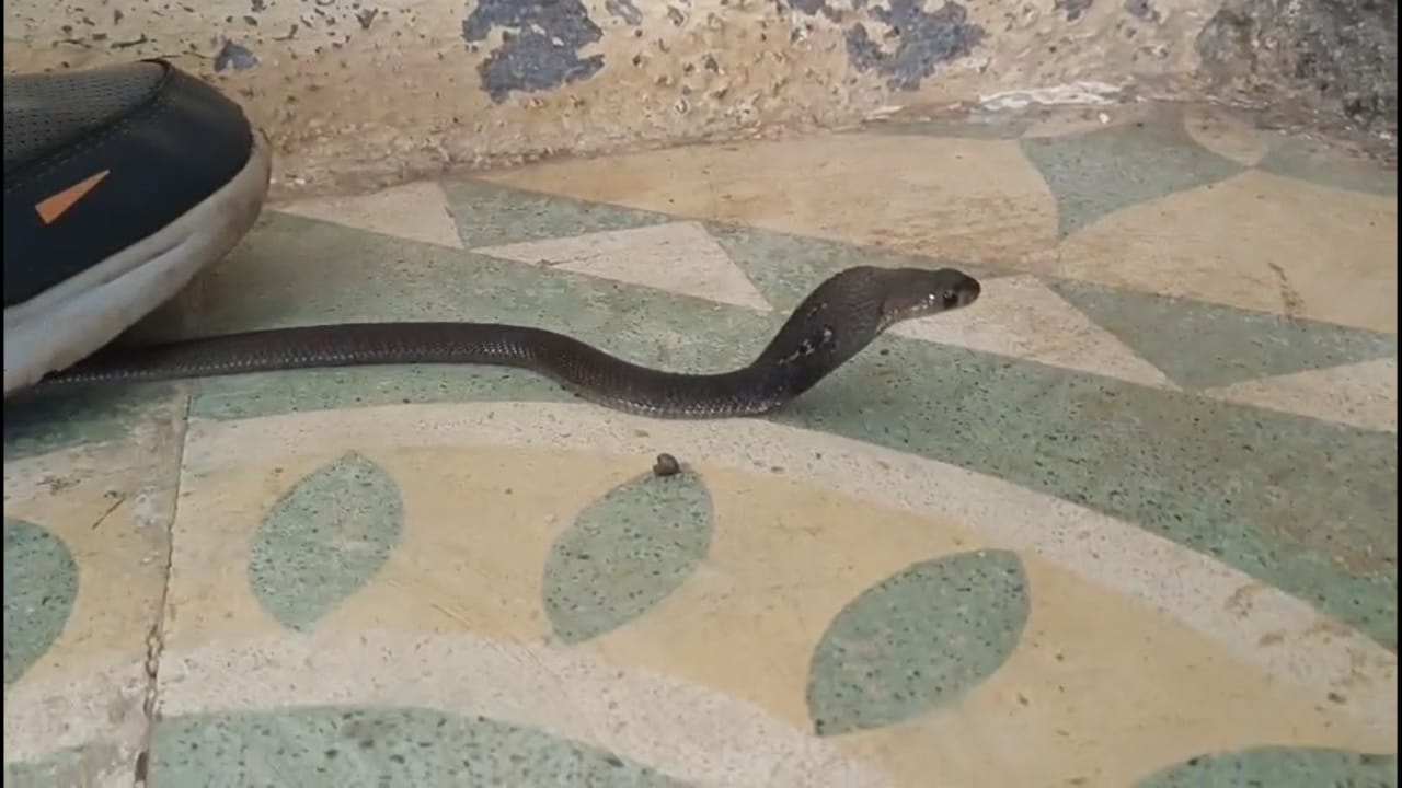 या घटनेची माहिती मिळताच, आसिफ पटेल तातडीने आवश्यक सुरक्षा साधनांसह घटनास्थळी दाखल झाले. त्यांनी मोठ्या कौशल्याने बुटातून त्या विषारी कोब्रा नागाला बाहेर काढले आणि त्याला सुरक्षितपणे पकडले.