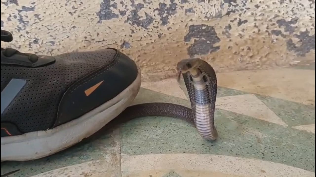 त्यानंतर, या नागाला विंचूर एमआयडीसी परिसरातील त्याच्या नैसर्गिक अधिवासात सोडून देण्यात आले. या घटनेमुळे पावसाळ्यात सापांचा वावर वाढतो हे पुन्हा एकदा समोर आले आहे.