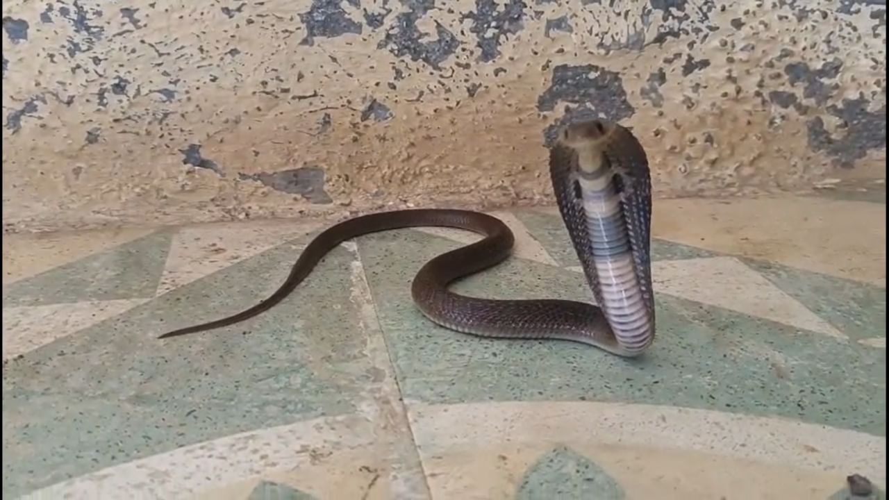 बूट घालताय? थांबा!, तरुणाच्या बुटात सापडला विषारी कोब्रा साप, थरारक फोटो समोर