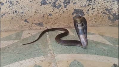 जाळा ही एक छोटीशी वस्तू, घरात कुठेही लपलेला साप क्षणात बाहेर पडेल, पुन्हा परिसरात सुद्धा दिसणार नाही